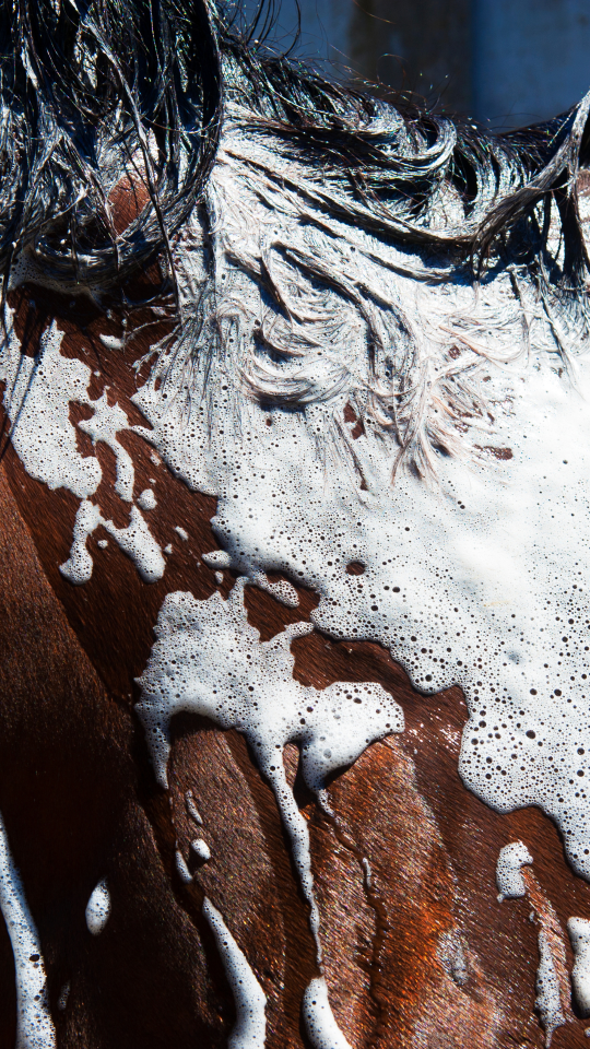 Shampoos